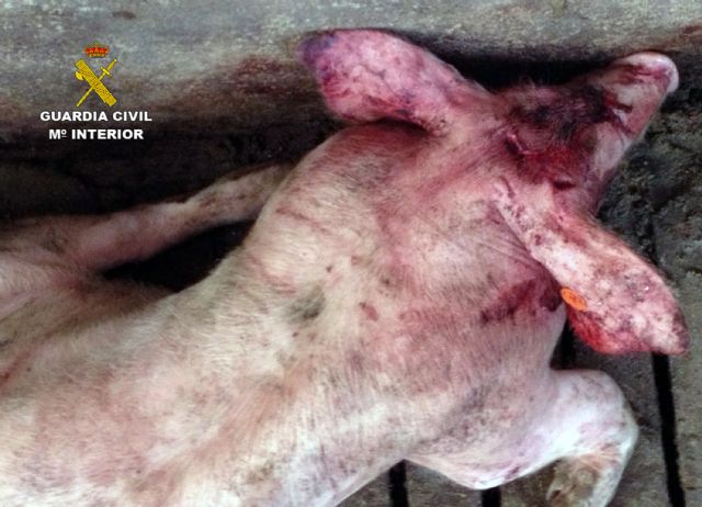 La Guardia Civil detiene a tres personas por el robo de ganado en un cebadero de cerdos - 2, Foto 2