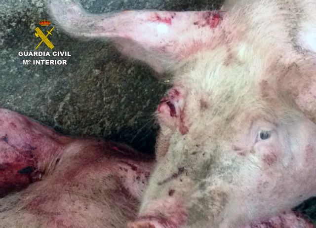La Guardia Civil detiene a tres personas por el robo de ganado en un cebadero de cerdos - 3, Foto 3