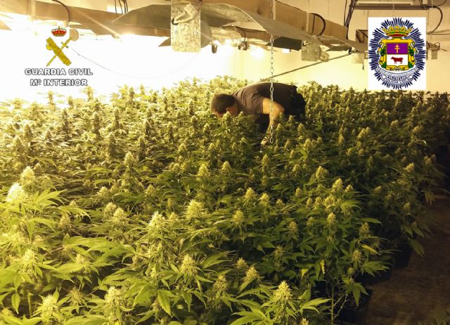 Desmantelan un invernadero de marihuana en una vivienda de la pedanía caravaqueña de Los Prados - 2, Foto 2