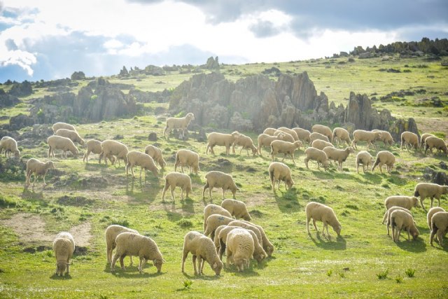 Más de 25 000 raciones de ovino procedentes de la cooperativa extremeña EA Group son repartidas estos días en comedores sociales de Murcia, entre otras regiones - 1, Foto 1