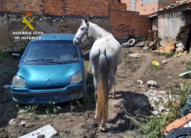La Guardia Civil detiene a dos personas por la sustracción de una yegua - 1, Foto 1