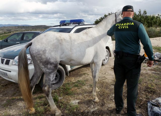 La Guardia Civil detiene a dos personas por la sustracción de una yegua - 2, Foto 2