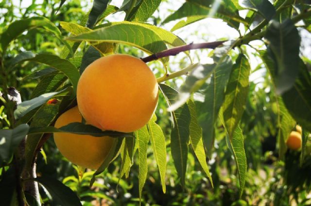 ASAJA Murcia demanda una Interprofesional para la fruta de hueso española - 1, Foto 1