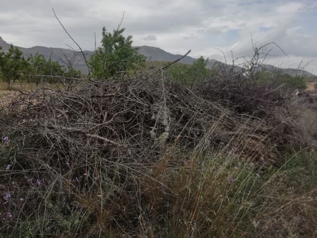 IU-Verdes Lorca pide alternativas a la prohibición de quemas de podas para los pequeños agricultores - 1, Foto 1