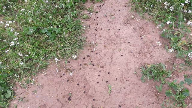 La prometida zona recreativa y de ocio para los vecinos de Campillo, relegada a un bancal donde pastan las cabras por el total abandono de Diego José Mateos - 2, Foto 2