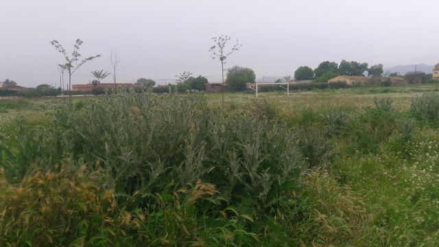La prometida zona recreativa y de ocio para los vecinos de Campillo, relegada a un bancal donde pastan las cabras por el total abandono de Diego José Mateos - 5, Foto 5