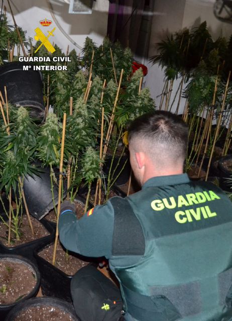 La Guardia Civil detiene a dos vecinos de Cieza dedicados al cultivo de marihuana - 3, Foto 3