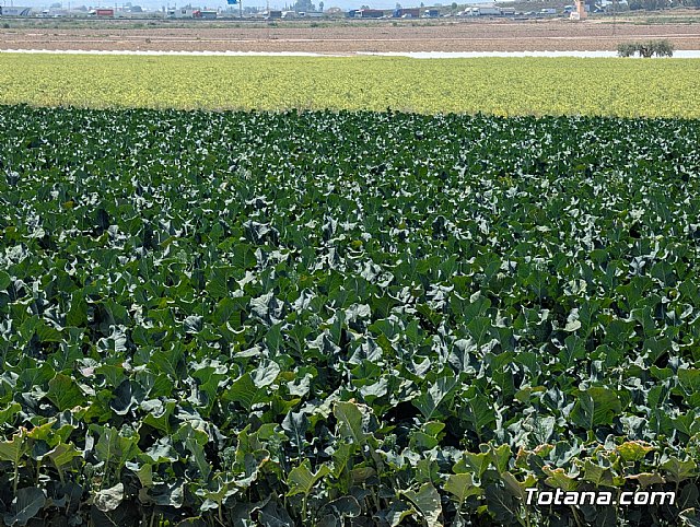 Bimi� celebra en Totana su BBQ Day: de la semilla al fuego, el viaje que realza su esencia, Foto 2