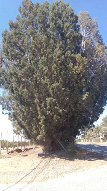 CTSSP denuncia la tala “indiscriminada” de ejemplares de tetraclinis en la carretera de La Palma - 1, Foto 1