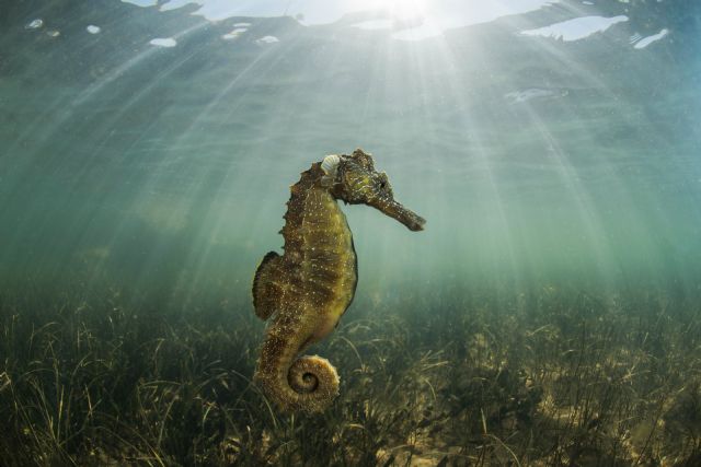 Medio Ambiente edita un libro de fotografía que refleja la riqueza y diversidad de la fauna y flora submarinas del Mar Menor - 1, Foto 1
