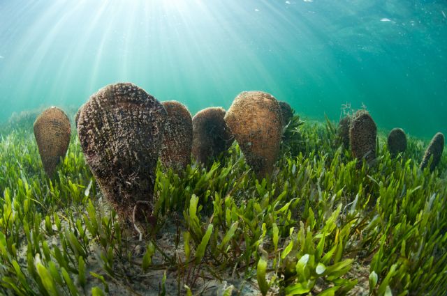 Medio Ambiente edita un libro de fotografía que refleja la riqueza y diversidad de la fauna y flora submarinas del Mar Menor - 2, Foto 2