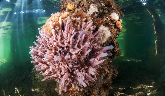 Medio Ambiente edita un libro de fotografía que refleja la riqueza y diversidad de la fauna y flora submarinas del Mar Menor - 3, Foto 3