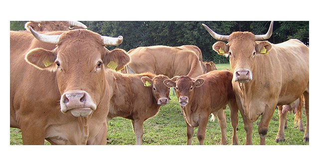 El Green Deal vuelve a poner el bienestar animal en la agenda de la UE - 1, Foto 1