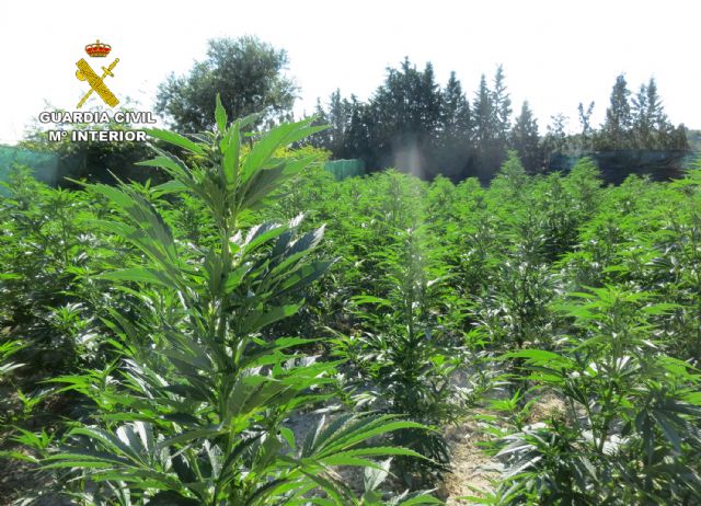 La Guardia Civil desmantela en Mula un cultivo ilícito de marihuana con más de 600 plantas - 1, Foto 1