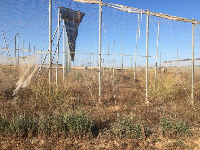 El inminente programa de nitratos murciano arrasa con 9 de cada 10 agricultores de la región - 2, Foto 2