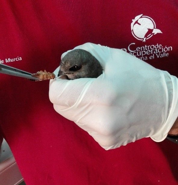 El Centro de Recuperación de Fauna Silvestre de 'El Valle' registra la mayor entrada de vencejos de su historia - 1, Foto 1