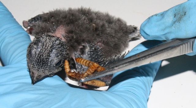 El Centro de Recuperación de Fauna Silvestre de 'El Valle' registra la mayor entrada de vencejos de su historia - 2, Foto 2