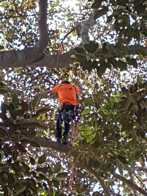 Expertos revisan en profundidad los ficus del Jardín de Floridablanca ante la alerta por altas temperaturas - 1, Foto 1