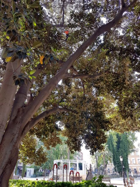 Expertos revisan en profundidad los ficus del Jardín de Floridablanca ante la alerta por altas temperaturas - 2, Foto 2