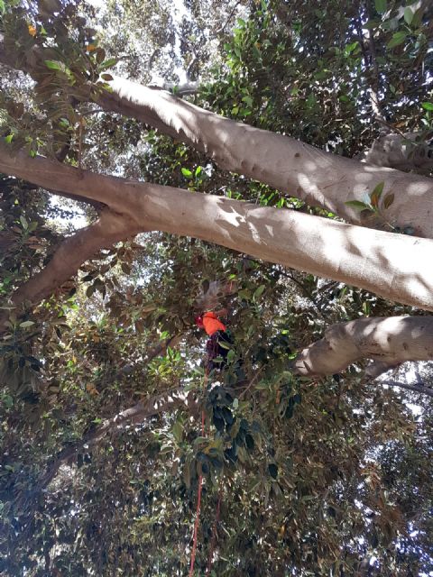 Expertos revisan en profundidad los ficus del Jardín de Floridablanca ante la alerta por altas temperaturas - 3, Foto 3