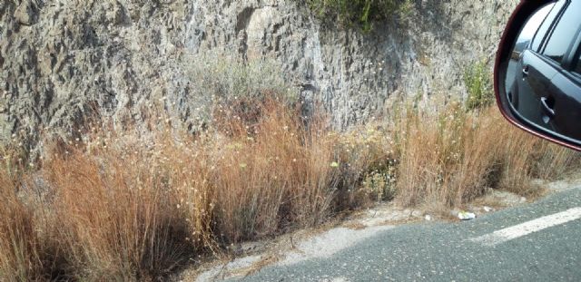 IU Lorca pide un plan de desbroce y limpieza de cunetas para evitar incendios - 1, Foto 1