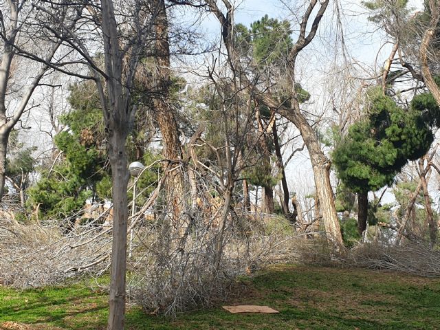 Ingenieros Agrícolas y Forestales alertan de la inadecuada toma de decisiones en materia de arbolado urbano - 1, Foto 1