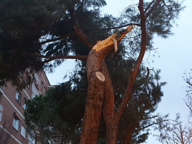 Ingenieros Agrícolas y Forestales alertan de la inadecuada toma de decisiones en materia de arbolado urbano - 2, Foto 2