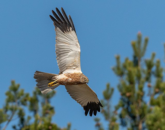 Solicitan medidas de protección para el y las aves esteparias - 1, Foto 1