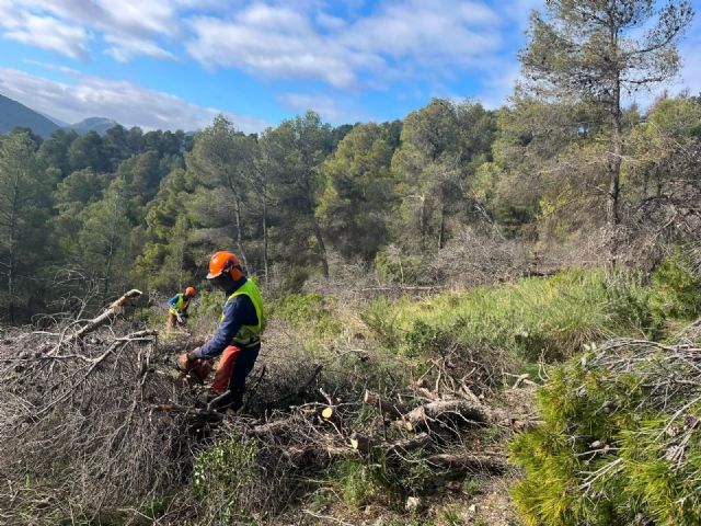 La Comunidad act�a sobre 450 hect�reas de monte en Ceheg�n, Ricote y Bullas para frenar el avance de plagas y el decaimiento forestal