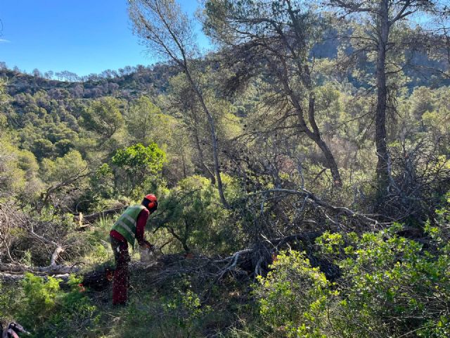 La Comunidad actúa sobre 450 hectáreas de monte en Cehegín, Ricote y Bullas para frenar el avance de plagas y el decaimiento forestal - 2, Foto 2