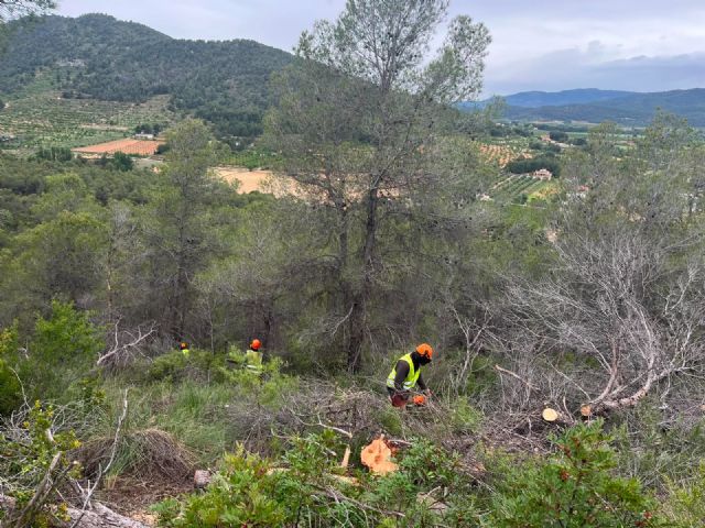 La Comunidad actúa sobre 450 hectáreas de monte en Cehegín, Ricote y Bullas para frenar el avance de plagas y el decaimiento forestal - 3, Foto 3