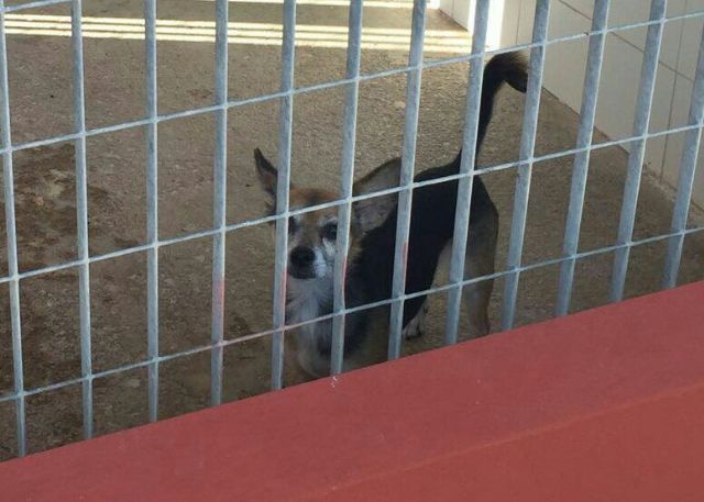 La Policía Local de Cartagena rescata a un perro que se encontraba abandonado mas de una semana en un balcón - 1, Foto 1