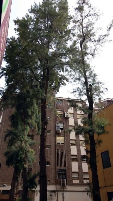 El Ayuntamiento podará el sábado seis árboles de más de sesenta años y 20 metros de altura - 1, Foto 1