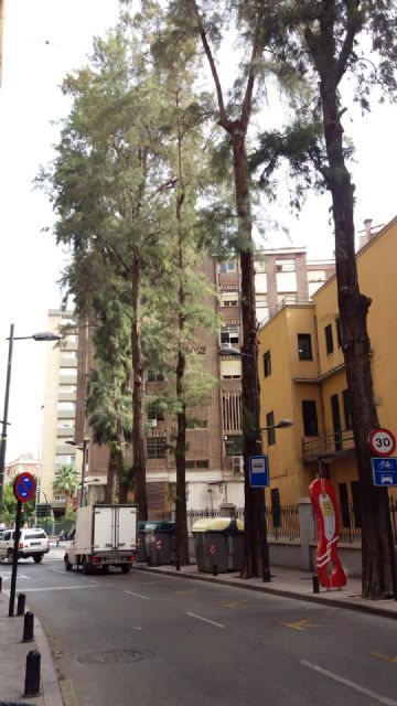 El Ayuntamiento podará el sábado seis árboles de más de sesenta años y 20 metros de altura - 2, Foto 2
