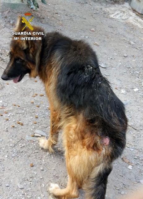 La Guardia Civil investiga a un vecino de Águilas por delito de abandono animal - 1, Foto 1
