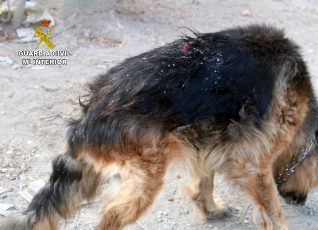 La Guardia Civil investiga a un vecino de Águilas por delito de abandono animal - 4, Foto 4