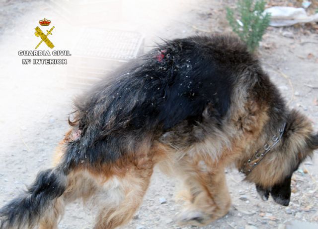 La Guardia Civil investiga a un vecino de Águilas por delito de abandono animal - 5, Foto 5