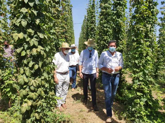 El éxito de los ensayos experimentales de cultivo de lúpulo permite iniciar la producción a gran escala en la Comarca del Noroeste - 1, Foto 1