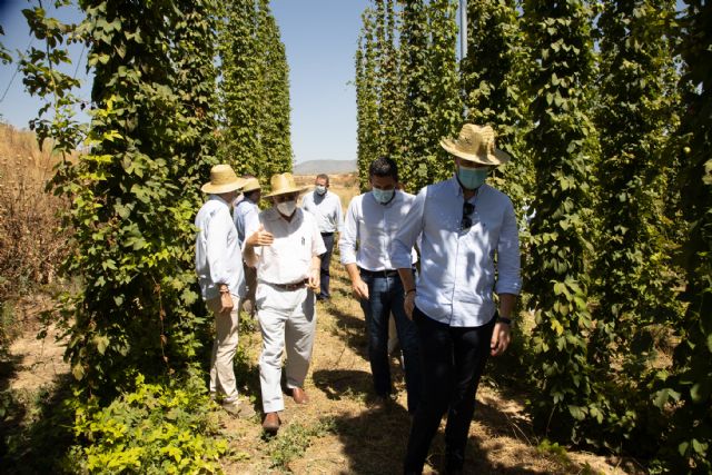 El éxito en los ensayos de cultivo de lúpulo para fabricación de la cerveza permite iniciar la producción a gran escala en Caravaca - 1, Foto 1