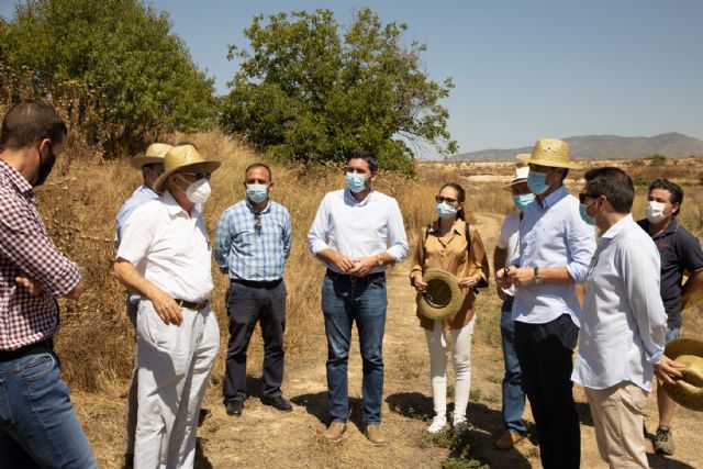 El éxito en los ensayos de cultivo de lúpulo para fabricación de la cerveza permite iniciar la producción a gran escala en Caravaca - 2, Foto 2