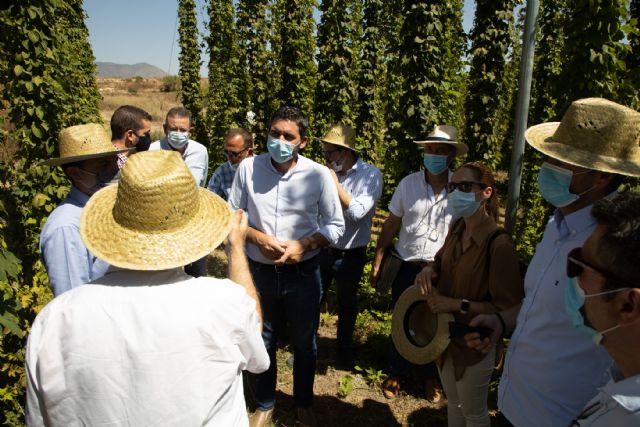 El éxito en los ensayos de cultivo de lúpulo para fabricación de la cerveza permite iniciar la producción a gran escala en Caravaca - 3, Foto 3