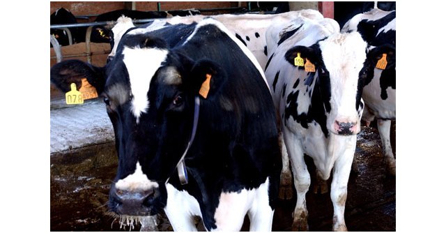 Agricultura, Pesca y Alimentación completa el pago de la ayuda a los productores de leche para compensar los efectos negativos de la guerra de Ucrania - 1, Foto 1