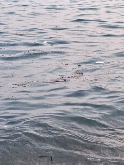 El PCAN denuncia el enfado de los bañistas por la gran suciedad que presenta el agua de la playa de El Portús - 4, Foto 4