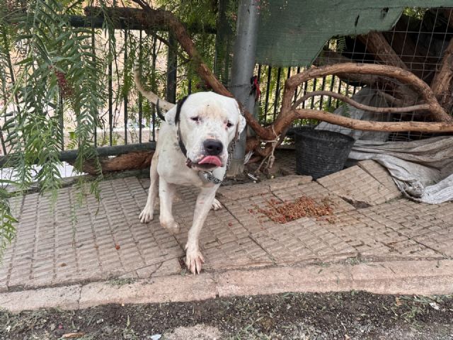 Policía Local de Lorca y Policía Nacional rescatan a un perro en situación de abandono - 1, Foto 1