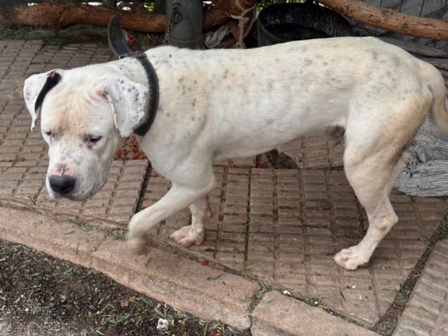 Policía Local de Lorca y Policía Nacional rescatan a un perro en situación de abandono - 2, Foto 2