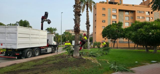 El Ayuntamiento de Murcia refuerza el Plan Especial de Verano con la poda de setos en más de 230.000m2 del municipio - 2, Foto 2