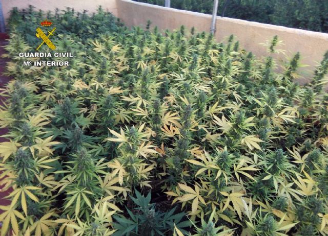 La Guardia Civil desmantela un activo punto de cultivo intensivo y procesamiento de marihuana - 4, Foto 4