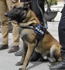 Ciudadanos solicita al Ayuntamiento que ponga los medios para luchar contra el incremento del consumo y tenencia de drogas en la vía pública - 5, Foto 5