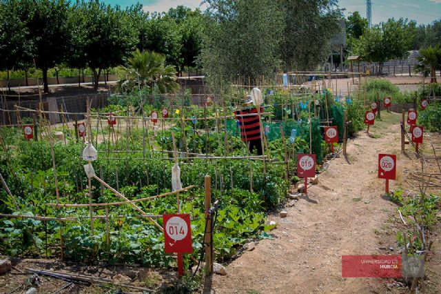 La Universidad de Murcia ofrece 44 parcelas de huertos ecológicos en el Campus de Espinardo - 1, Foto 1