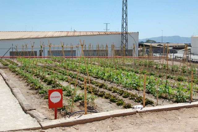 La Universidad de Murcia ofrece 44 parcelas de huertos ecológicos en el Campus de Espinardo - 2, Foto 2